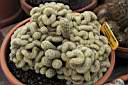 MAMMILLARIA ELONGATA-CRESTATA.jpg